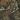 Realtree